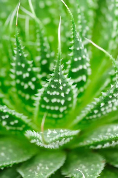 Planta de aloe primer plano — Foto de Stock