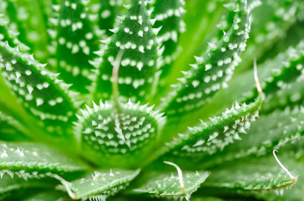 Aloe tesisi kapatmak — Stok fotoğraf