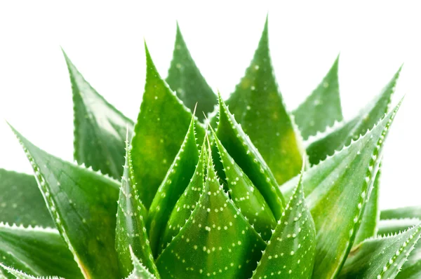 Aloe beyaz arkaplanda izole edildi