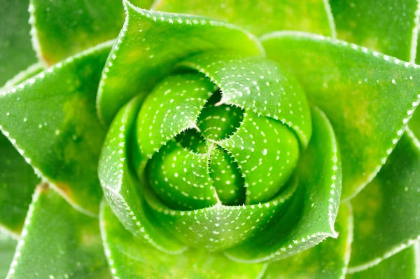 Aloe plant closeup — Stock Photo, Image