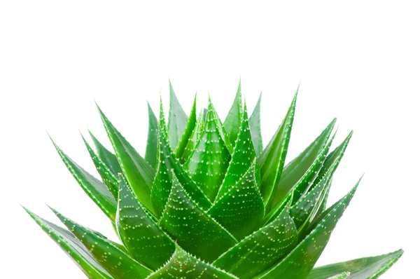Aloe verlassen isoliert auf weißem Hintergrund — Stockfoto