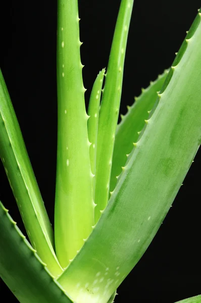 Aloe vera liść na białym tle na czarnym tle — Zdjęcie stockowe