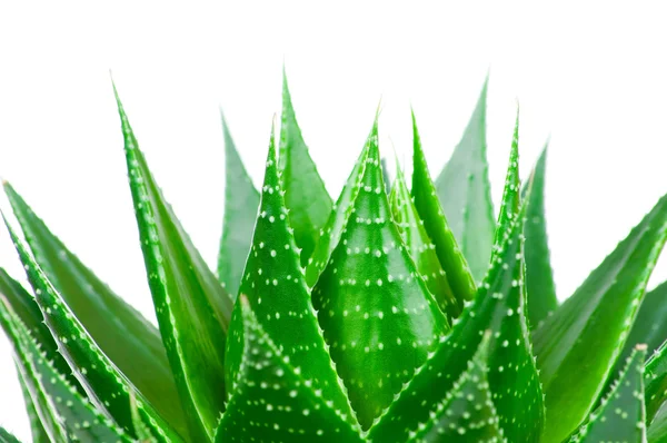 Aloe verlassen isoliert auf weißem Hintergrund — Stockfoto