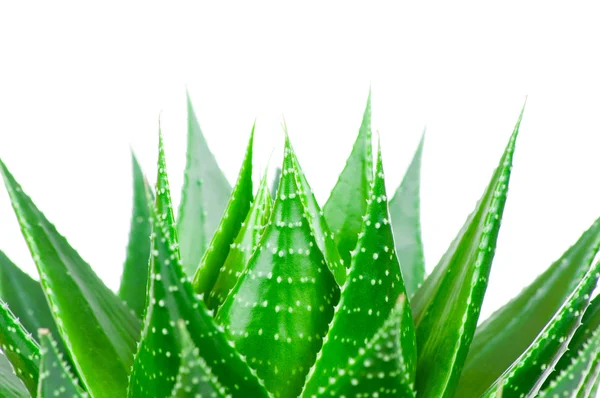 Aloe verlassen isoliert auf weißem Hintergrund — Stockfoto