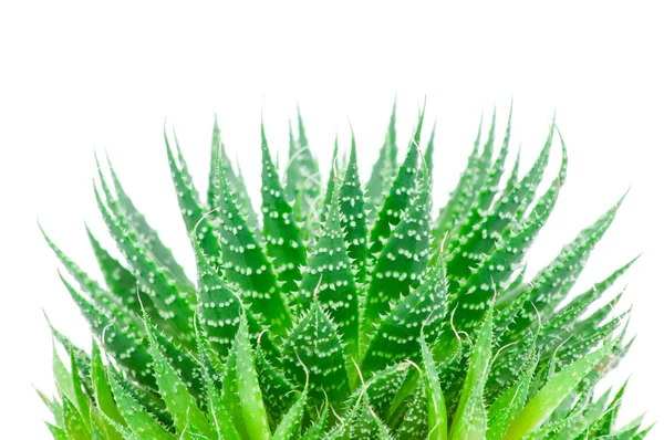 Aloe verlassen isoliert auf weißem Hintergrund — Stockfoto