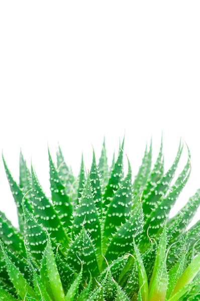 Aloe licença isolada no fundo branco — Fotografia de Stock