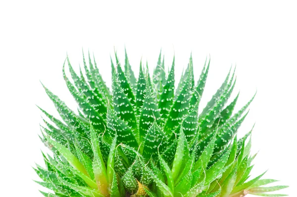 Aloe planta isolada sobre fundo branco — Fotografia de Stock