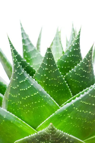 Aloe-Pflanze isoliert auf weißem Hintergrund — Stockfoto