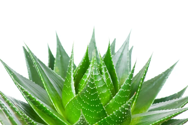 Aloe isolado sobre fundo branco — Fotografia de Stock