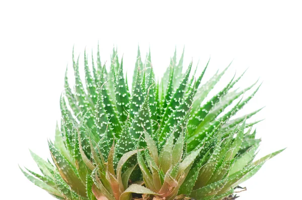 Aloe vera beyaz arkaplanda izole — Stok fotoğraf