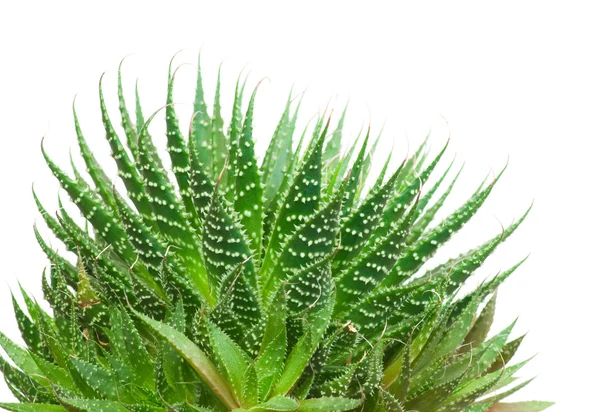 Aloe beyaz arkaplanda izole edildi — Stok fotoğraf