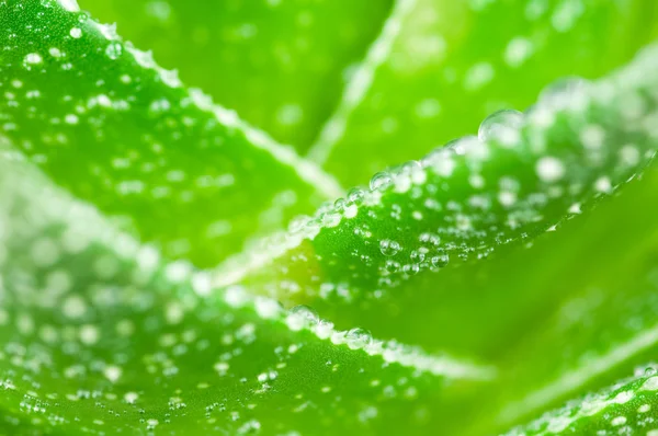 Aloe with water drops.Macro — Stock Photo, Image