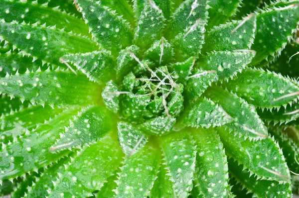 Aloe com gotas de água.Macro — Fotografia de Stock