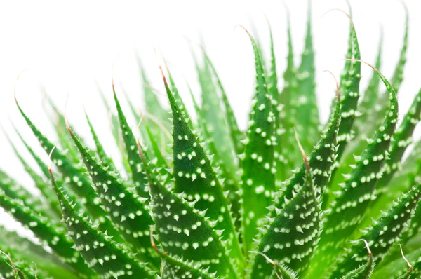 Aloe vera απομονωμένη σε λευκό φόντο — Φωτογραφία Αρχείου