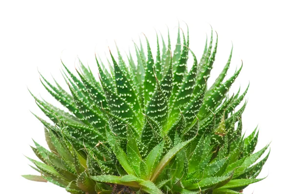 Aloe vera isolado sobre fundo branco — Fotografia de Stock