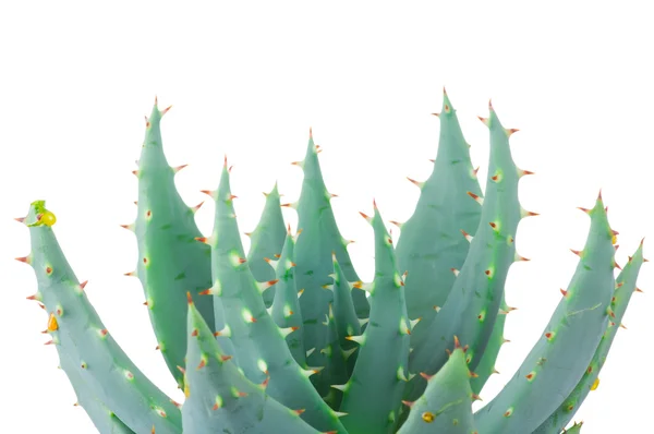 Aloe aislado sobre fondo blanco — Foto de Stock