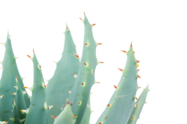 Aloe isolado sobre fundo branco — Fotografia de Stock