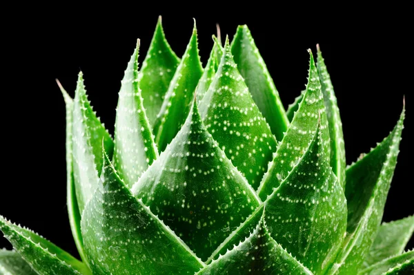 Aloe Vera Blätter isoliert auf schwarzem Hintergrund — Stockfoto