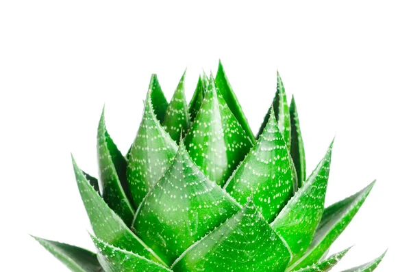 Aloe isolado sobre fundo branco — Fotografia de Stock