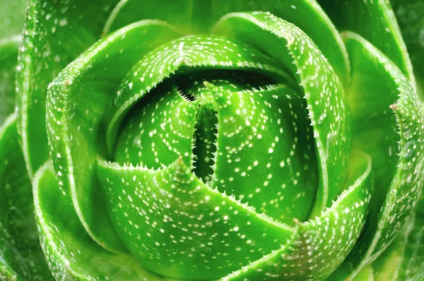 Detailní záběry z aloe vera rostlina — Stock fotografie