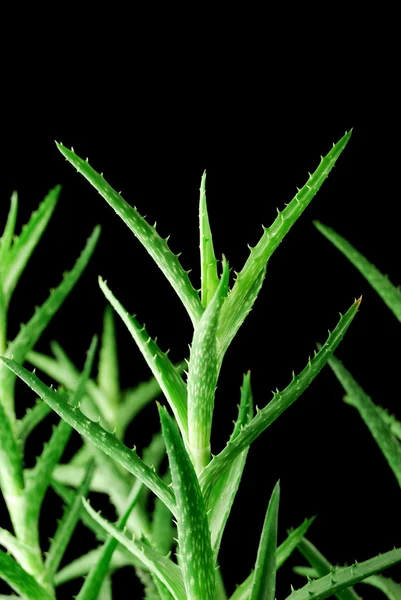 Aloe vera izole üzerinde siyah arka plan bırakır — Stok fotoğraf