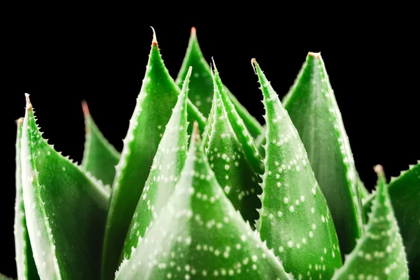 Aloe vera izole üzerinde siyah arka plan bırakır — Stok fotoğraf