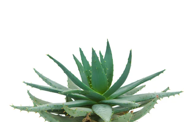 Aloe isolado sobre fundo branco — Fotografia de Stock