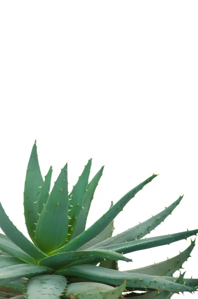 Aloe izolované na bílém pozadí — Stock fotografie