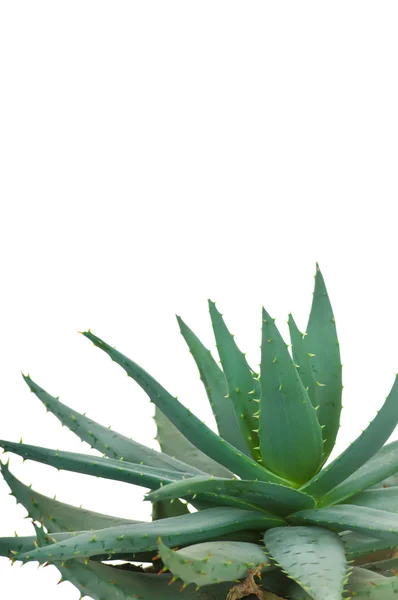Aloe isolado sobre fundo branco — Fotografia de Stock
