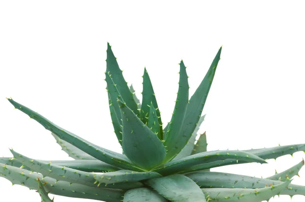 Aloe isolado sobre fundo branco — Fotografia de Stock