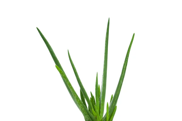 Aloe isoliert auf weißem Hintergrund — Stockfoto