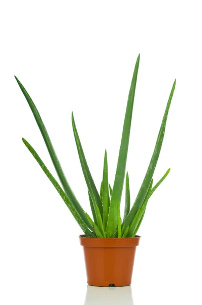 Aloe vera in pot. Isolated on white background — Stock Photo, Image