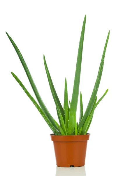 Aloe vera em panela. Isolado sobre fundo branco — Fotografia de Stock