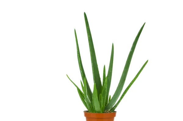 Aloe vera em panela. Isolado sobre fundo branco — Fotografia de Stock