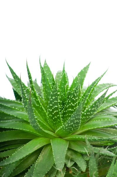 Aloe beyaz arkaplanda izole edildi — Stok fotoğraf