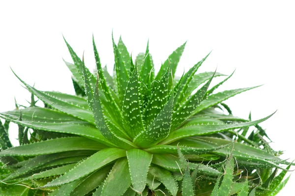 Aloe beyaz arkaplanda izole edildi — Stok fotoğraf