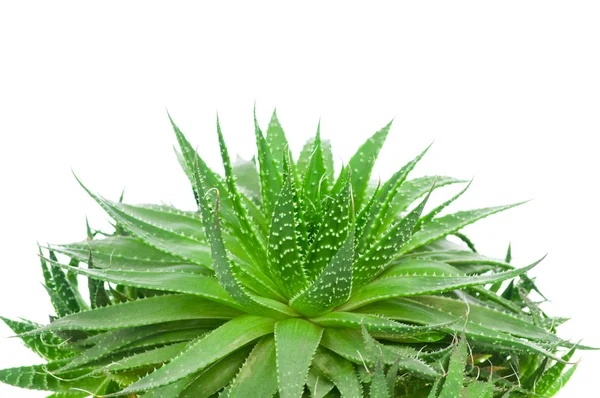 Aloe isoliert auf weißem Hintergrund — Stockfoto