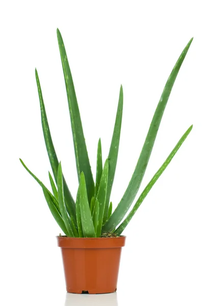 Aloe vera en maceta. Aislado sobre fondo blanco — Foto de Stock