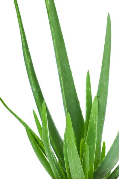 Aloe isoliert auf weißem Hintergrund — Stockfoto