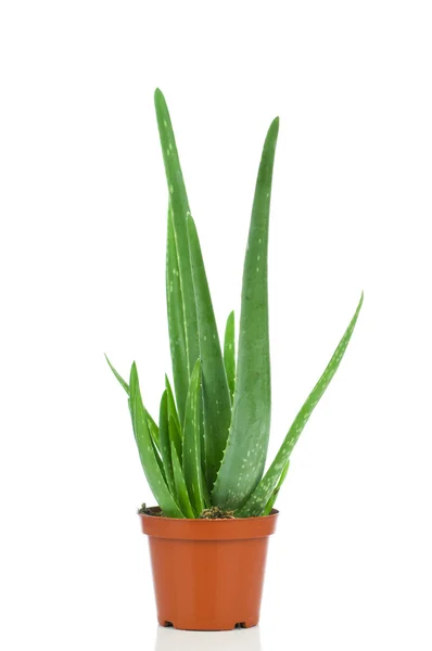 Aloe Vera im Topf. isoliert auf weißem Hintergrund — Stockfoto