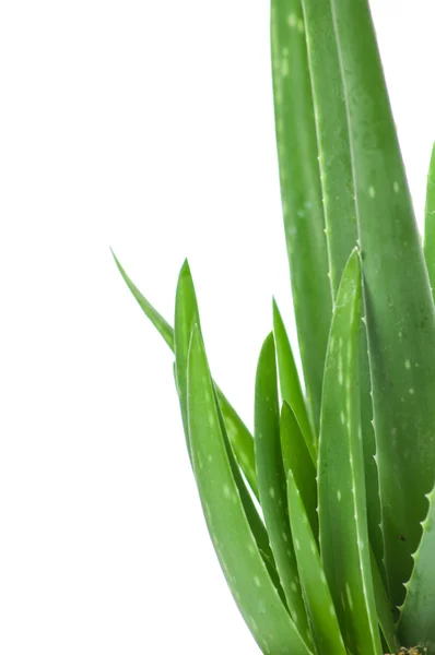 Aloe beyaz arkaplanda izole edildi — Stok fotoğraf