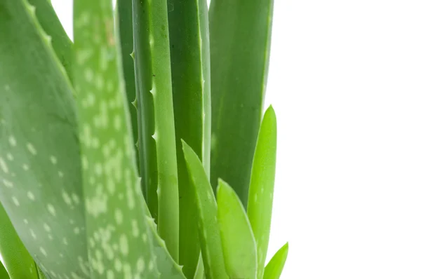 Aloe isoliert auf weißem Hintergrund — Stockfoto