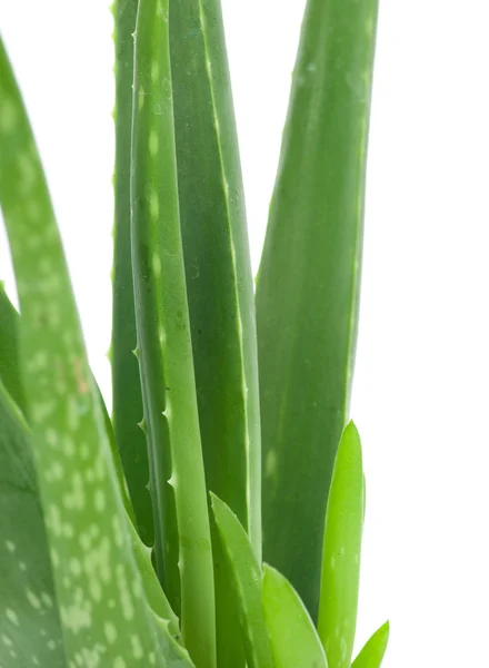 Aloe isolata su fondo bianco — Foto Stock