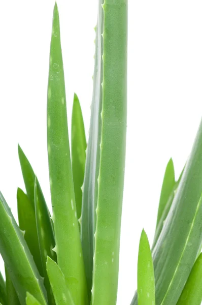 Aloe beyaz arkaplanda izole edildi — Stok fotoğraf