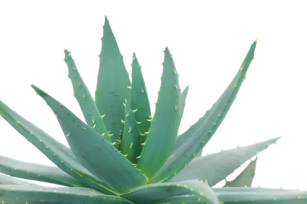 Aloe isolert på hvit bakgrunn – stockfoto
