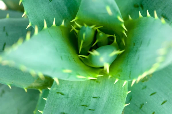 Aloe. Macro — Zdjęcie stockowe