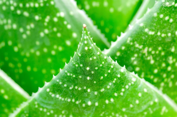 Aloe leaves closeup — Stock Photo, Image