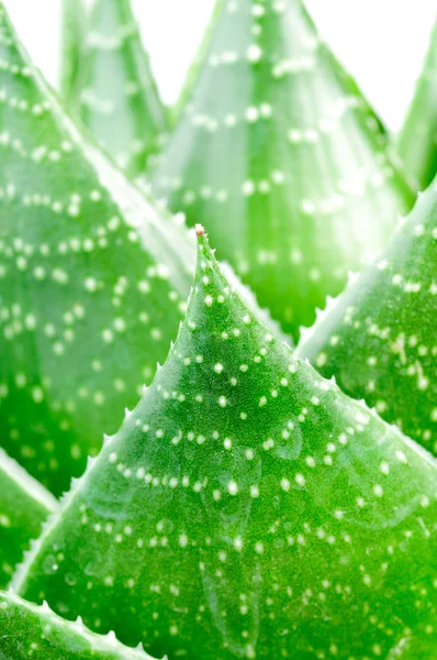 Aloe lässt Nahaufnahme — Stockfoto