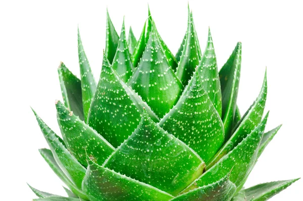 Aloe isolado sobre fundo branco — Fotografia de Stock