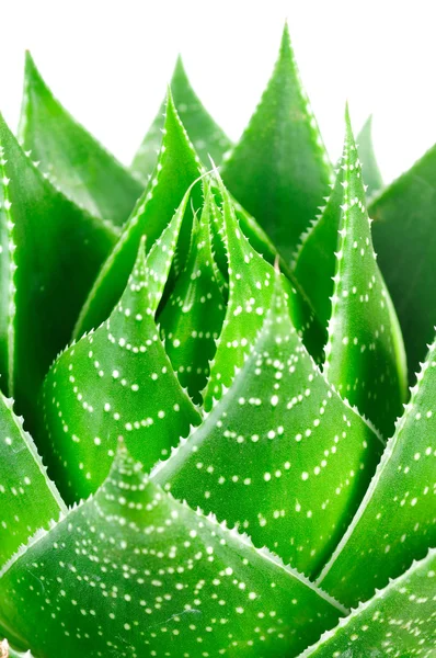 Aloe lässt Nahaufnahme — Stockfoto